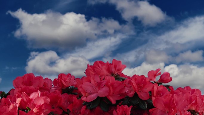 天空背景下杜鹃花的时间流逝