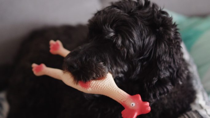 漂亮的黑色贵宾犬玩鸡玩具