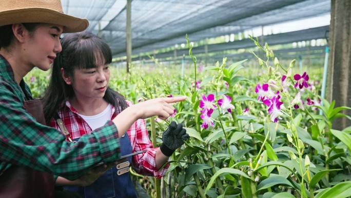 女农民合作使用无线技术检查兰花农场温室的质量控制。
