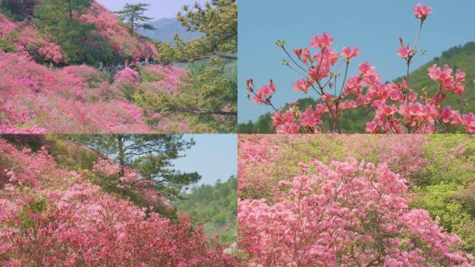 武汉黄陂云雾山风景区春季杜鹃花海风光