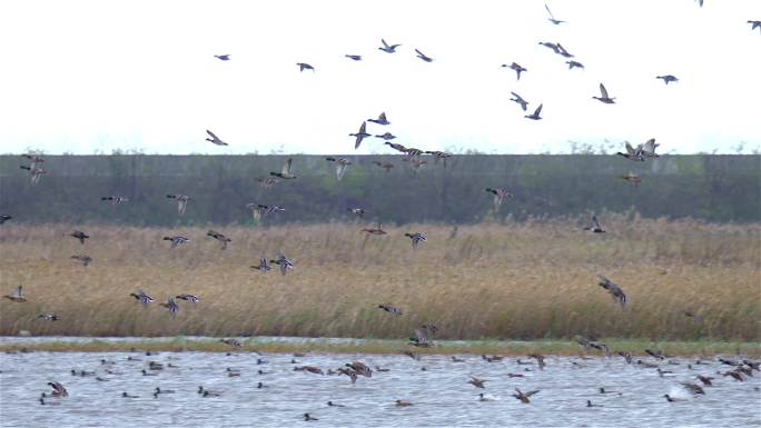 崇明东滩湿地鸟类摄影视频