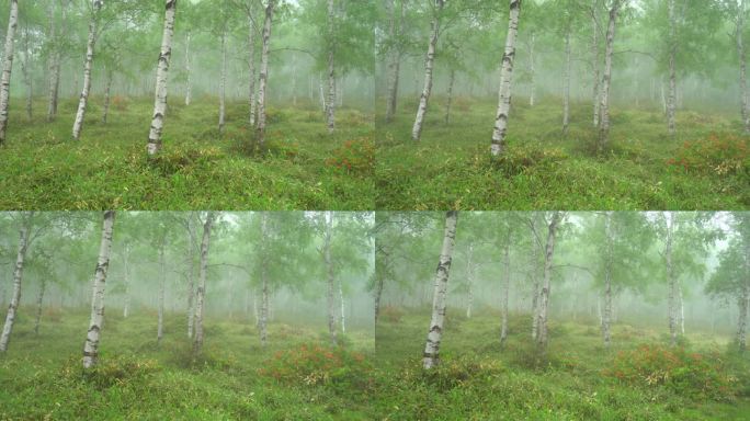 雨天的白桦林映山红生态环境宁静幽静