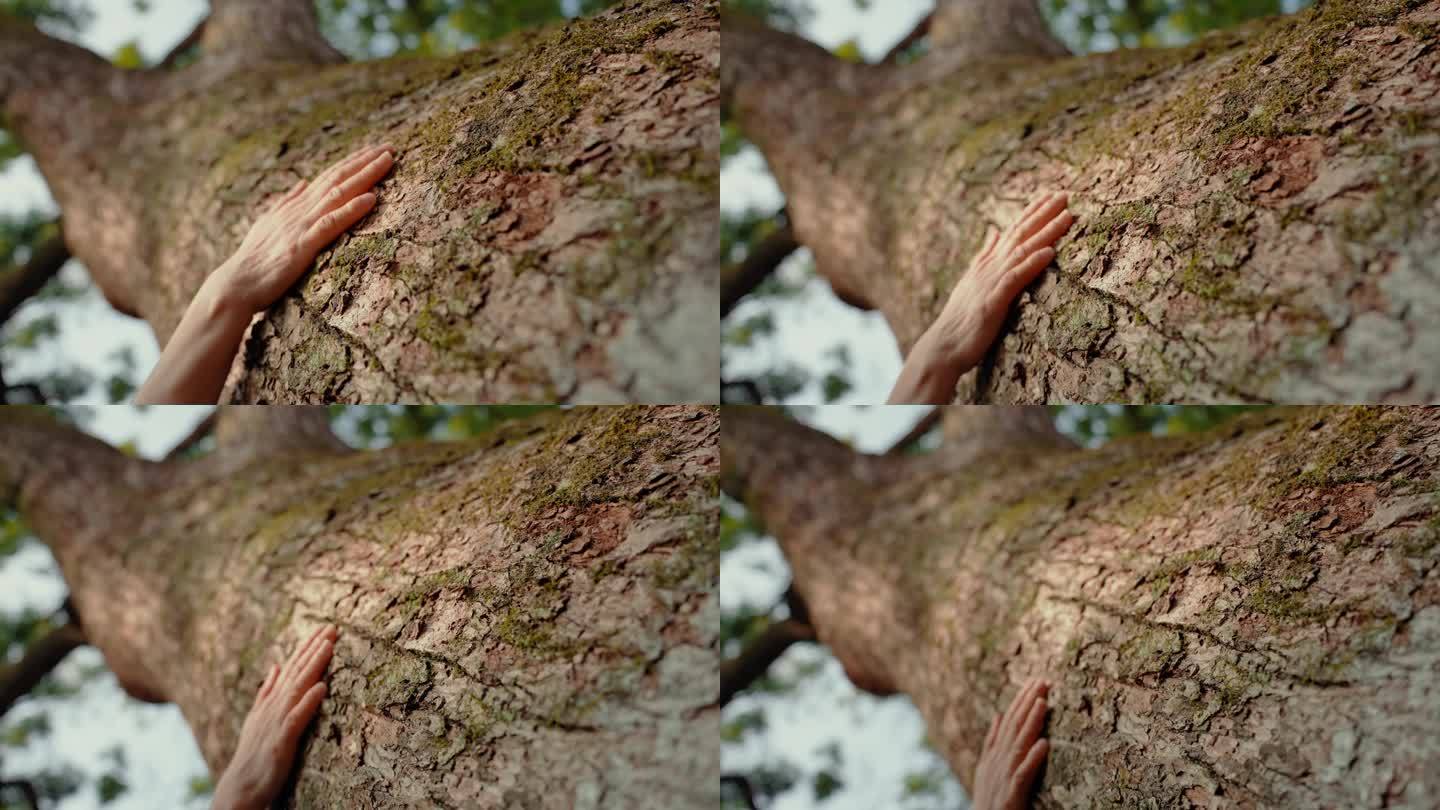 4K拍摄千年古树 抚摸大树