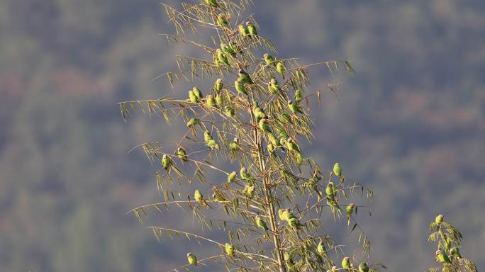 一群野生鹦鹉站在竹子上