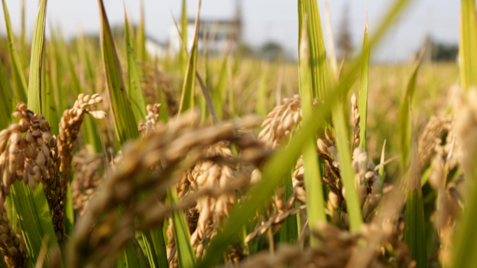 南方水稻，稻田，大米，丰收季，农田，农业
