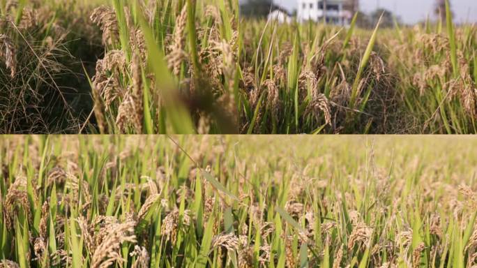 南方水稻，稻田，大米，丰收季，农田，农业