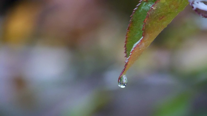 水珠滴落