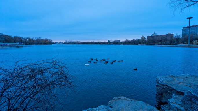 清晨黎明时分的湖面和水禽