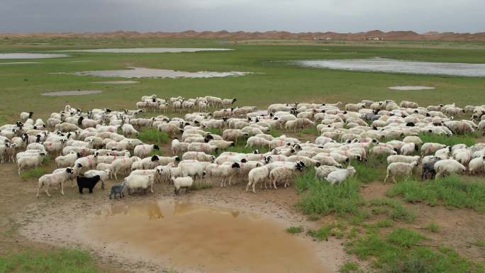 腾格里沙漠绿洲羊群