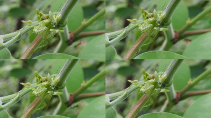 兰花螳螂植物瓜藤昆虫特写