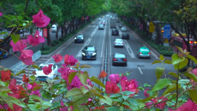 杜鹃花的城市大道特写花朵红花绿叶车辆车流