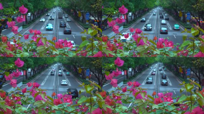 杜鹃花的城市大道特写花朵红花绿叶车辆车流