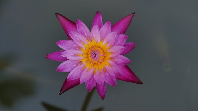粉色睡莲花在早晨绽放的时间流逝。