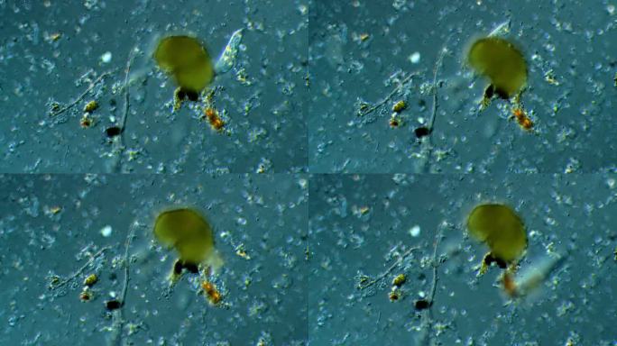 显微镜下的微生物宣传片广告实拍素材活体物