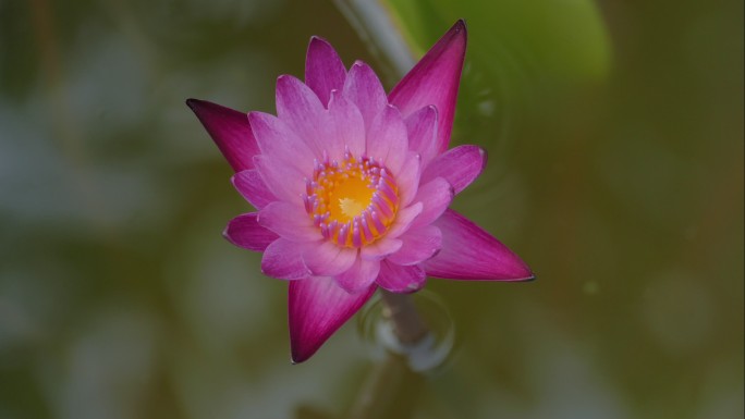 粉色睡莲花在早晨绽放的时间流逝。