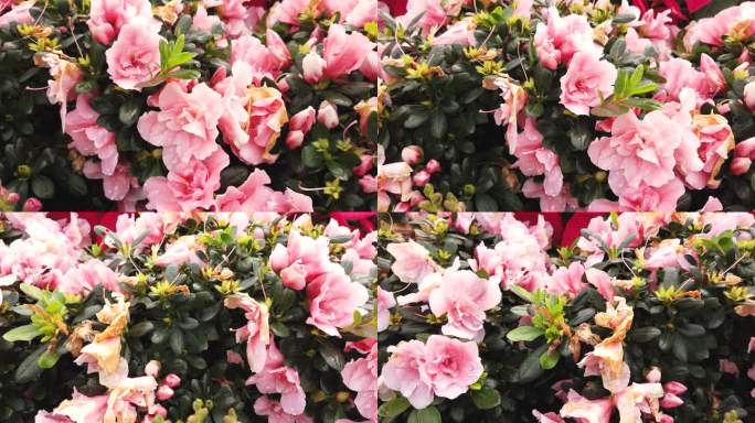 澳门花园里盛开着粉红色的杜鹃花。杜鹃花是杜鹃花属的耐荫开花灌木。