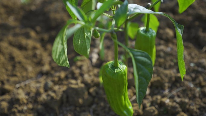 辣椒有机绿色无污染农产有机农业尖椒蔬菜