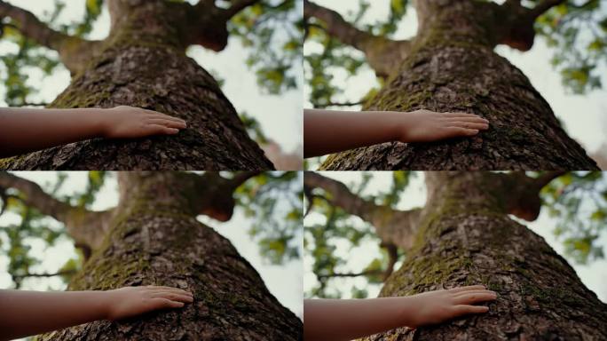 4K拍摄千年古树 小手抚摸大树