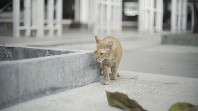 好奇可爱的猫黑猫白猫萌猫逗猫撸猫爱心