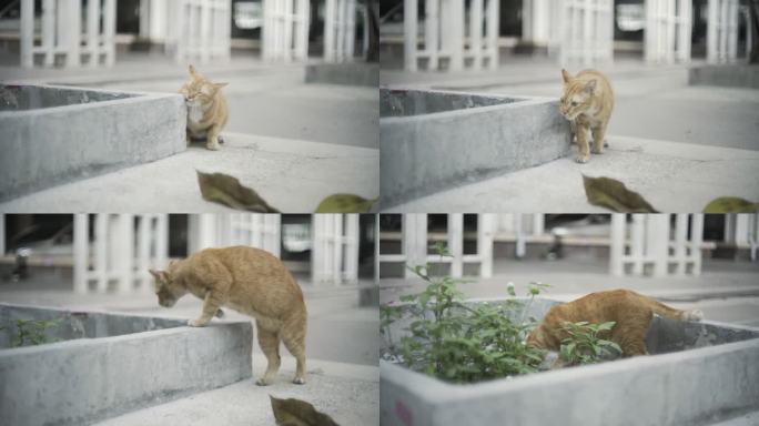 好奇可爱的猫黑猫白猫萌猫逗猫撸猫爱心