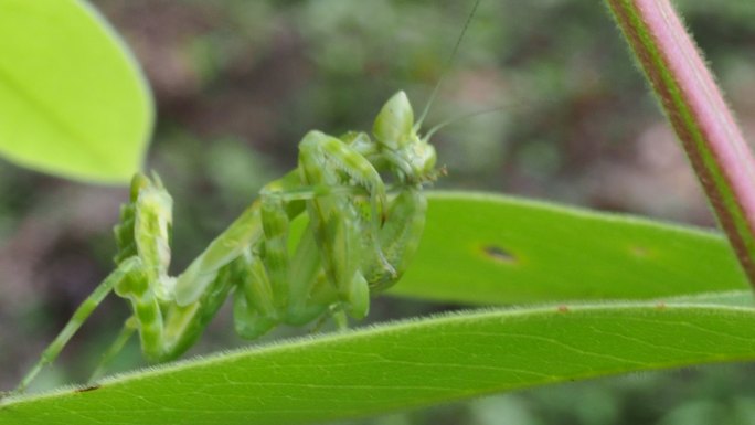 兰花螳螂吃叶子小动物树叶