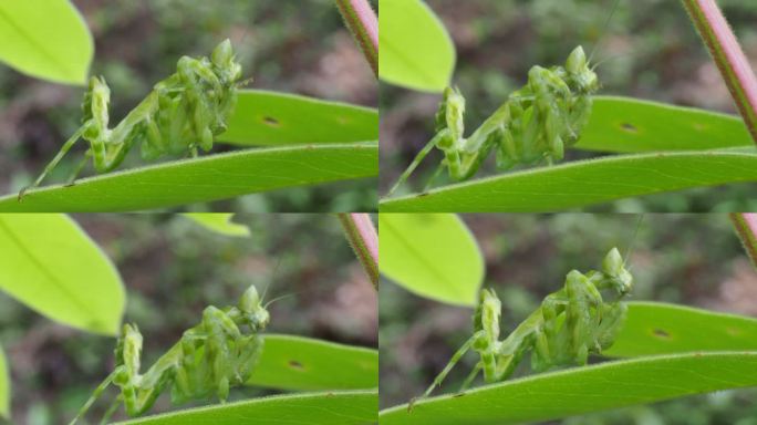 兰花螳螂吃叶子小动物树叶