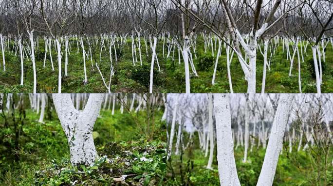 苗圃基地观赏绿化苗木树苗冬季除虫植保