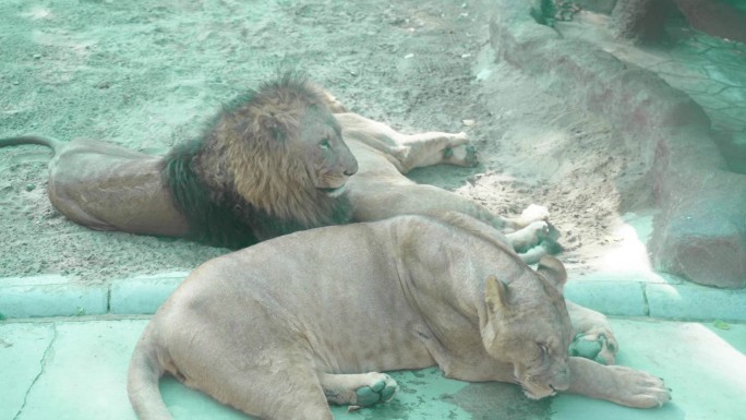 北京野生动物园狮群