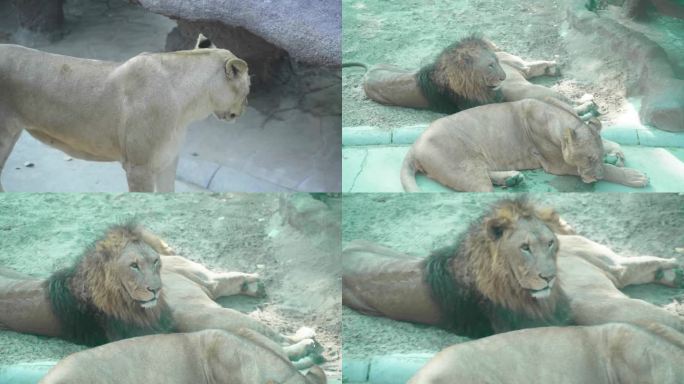 北京野生动物园狮群