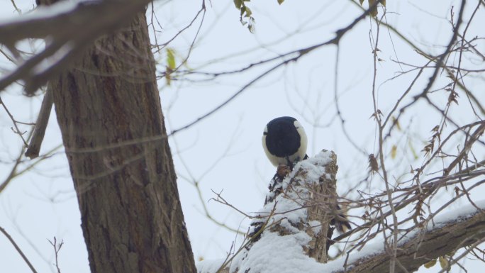 原创4k雪中的小鸟