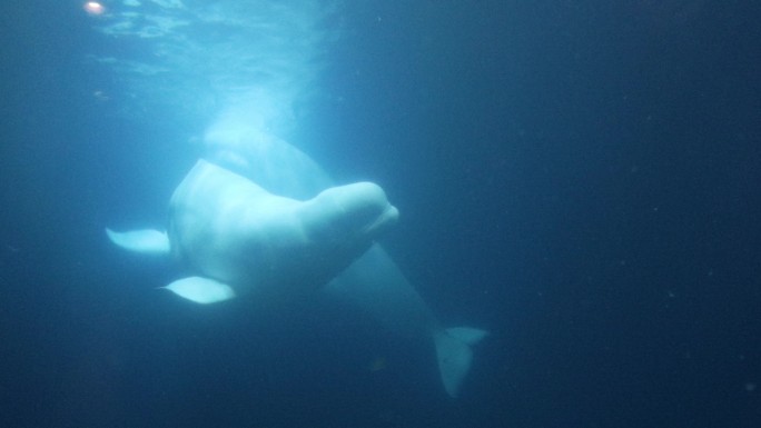 【4K】海洋馆白鲸互动
