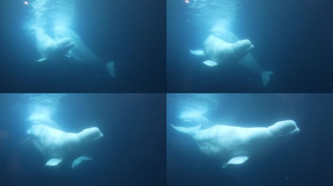 【4K】海洋馆白鲸互动