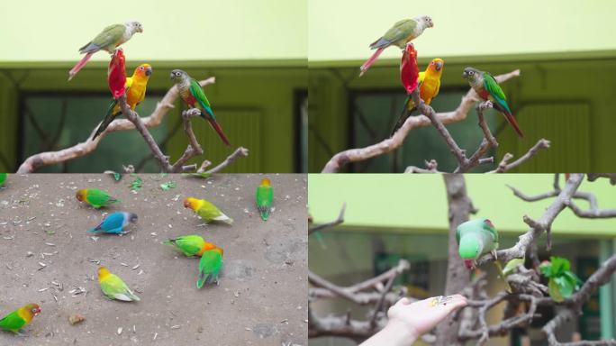 野生动物园 树上吃瓜子的鹦鹉