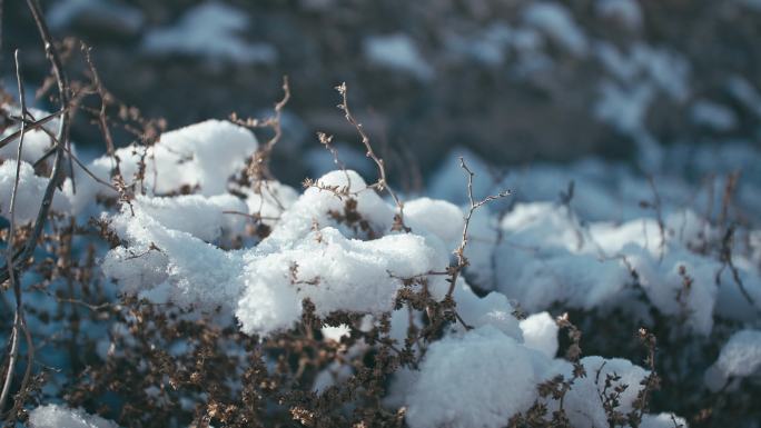 阳光小草上的积雪