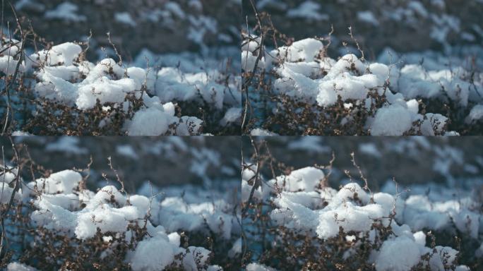 阳光小草上的积雪