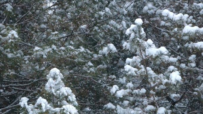 瑞雪兆丰年  下雪慢镜头