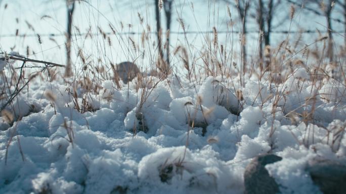 冬日阳光小草上与积雪