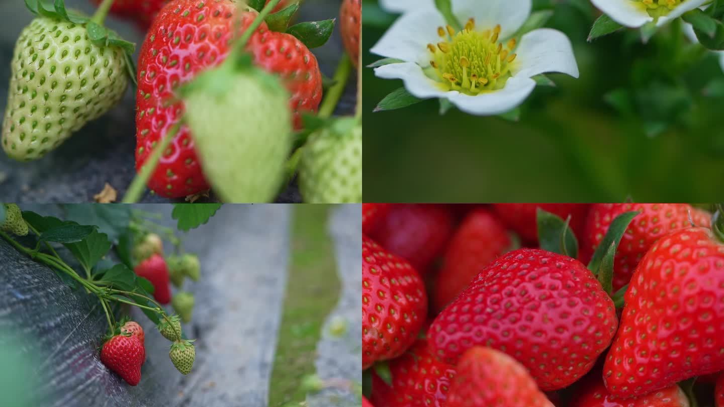草莓素材 草莓基地 摘草莓乡村振兴