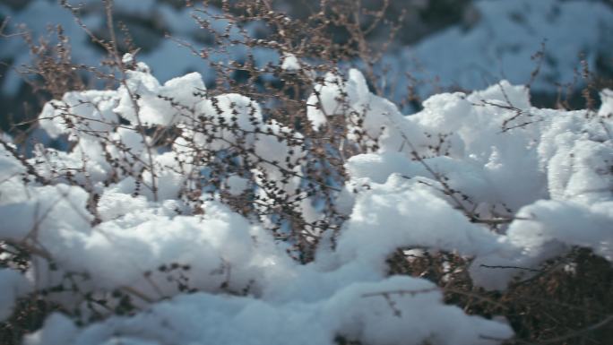 冬日阳光小草上的积雪特写