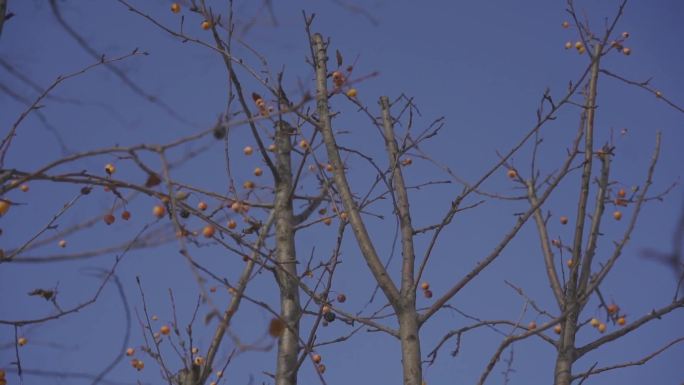 冬季 海棠花果