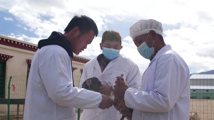 养殖场鸡瘟 养殖场工作人员研究 鸡瘟传染