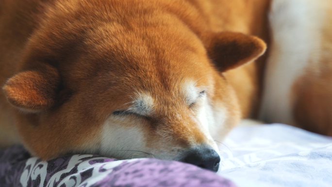 日本柴犬宠物狗趴着睡觉4K