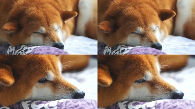 日本柴犬宠物狗趴着睡觉4K