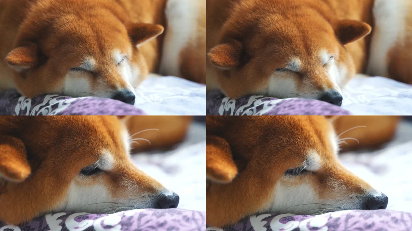 日本柴犬宠物狗趴着睡觉4K