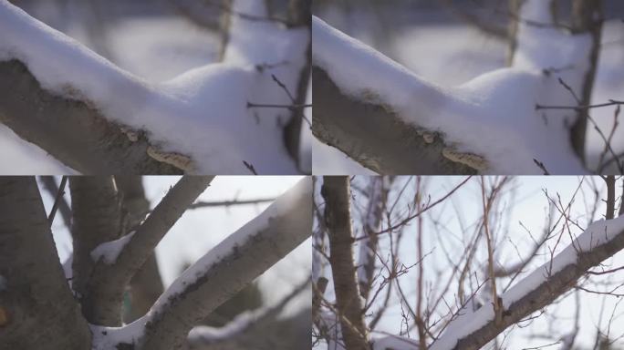 树杈 雪 冬季