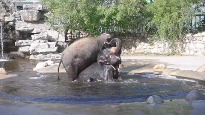 野生动物园大象戏水 投喂