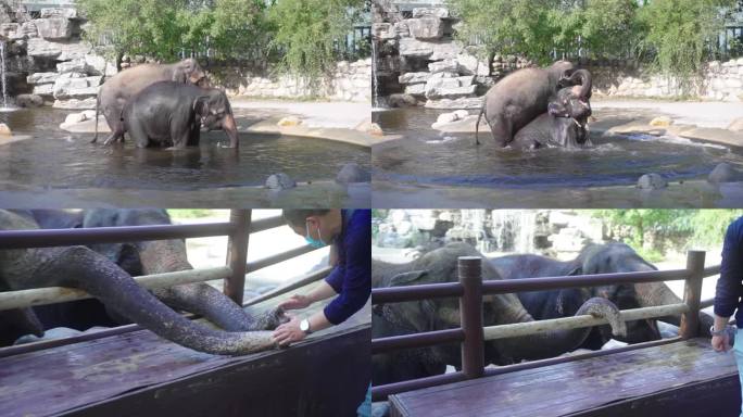 野生动物园大象戏水 投喂