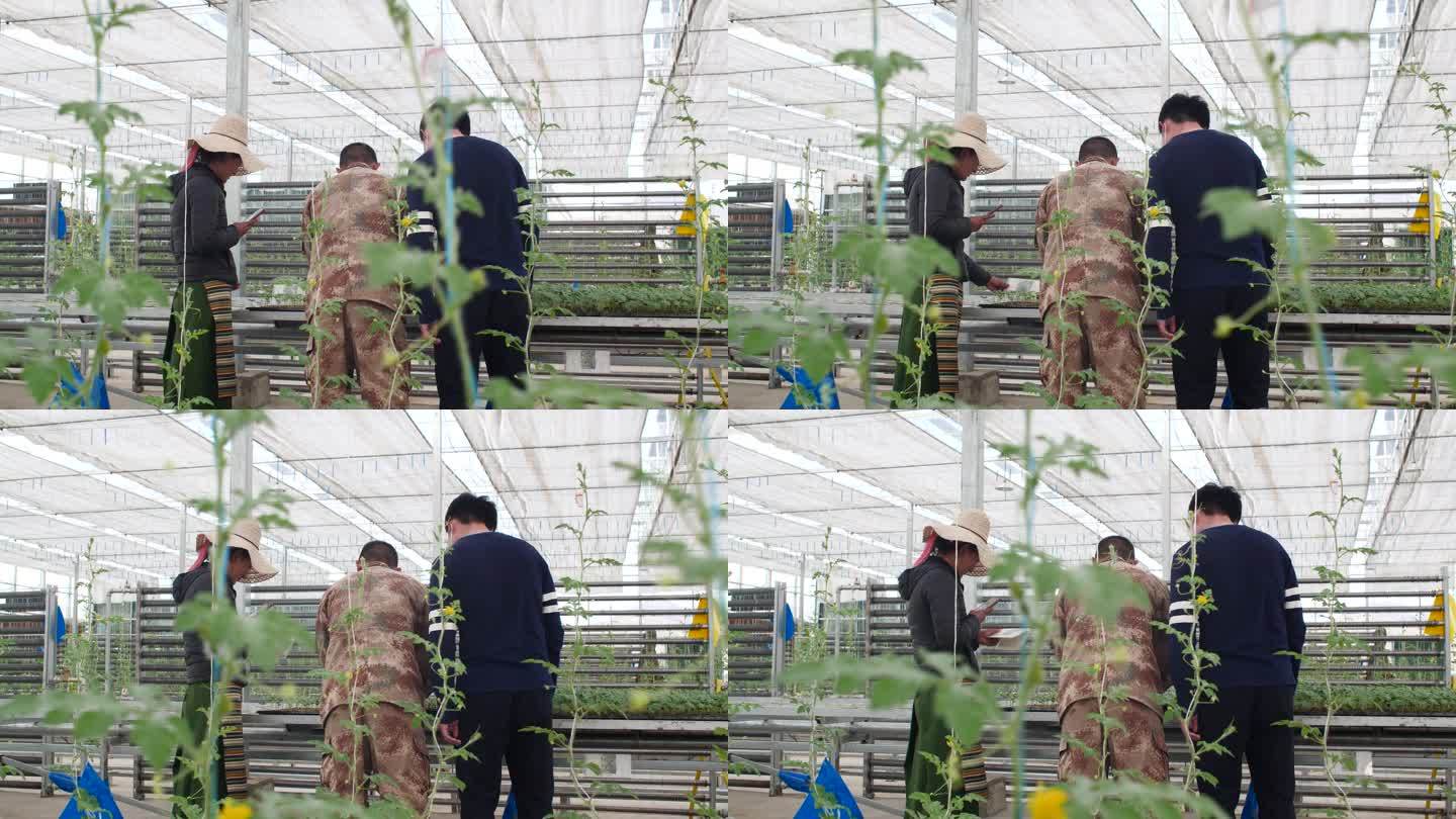 西瓜种植培训 西瓜种植技术 西瓜种植技术