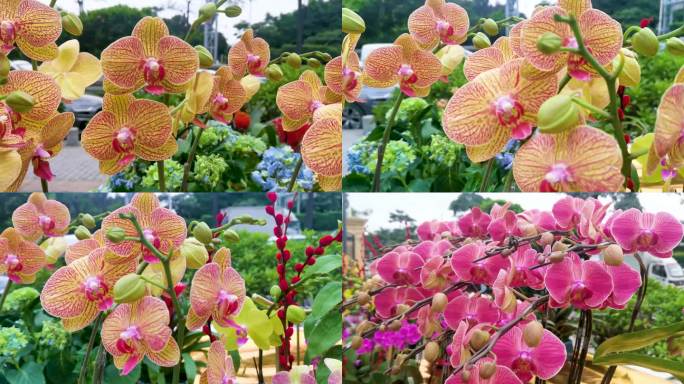 新年花卉市场兰花集合