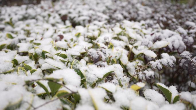 苏州园区下雪